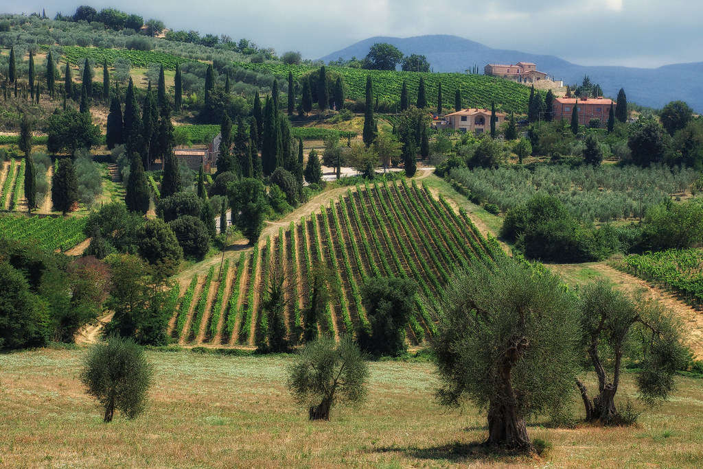 vigne brunello montalcino